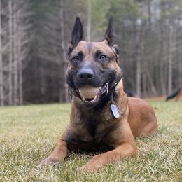 Australian Shepherd, Belgian Malinois, and Dutch Shepherd All Grown Up from Paws Laws k9