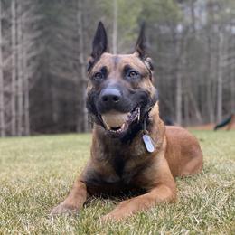 Australian Shepherd, Belgian Malinois, and Dutch Shepherd All Grown Up from Paws Laws k9