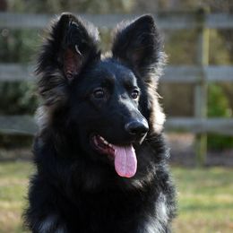 German Shepherds from Jane Dancosse's German Shepherds