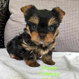 Chase - Black and tan male Yorkshire Terrier puppy in Ashland, Kentucky from Yorkie Paw