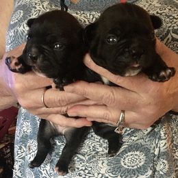 French Bulldog and Pomeranian Puppies from Legendary French Bulldogs