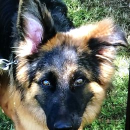 German Shepherd Puppies from Prize Pups