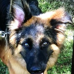 German Shepherd Puppies from Prize Pups