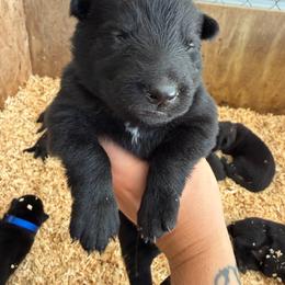 Dark Green Boy - Black male German Shepherd puppy in Saluda, South Carolina from Ray Ranch, LLC