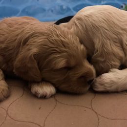 Double Doodle and Goldendoodle Puppies from Emma Lee Doodles