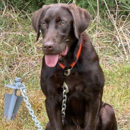 Labrador Retriever puppies from AimPowers Retrievers