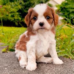 River - Blenheim male Cavapoo puppy in Salt Lake City, Utah from SunnySide Mini Doodles