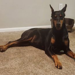 Ginger - Black and rust female Doberman Pinscher puppy in Boyd, Texas from Team Feem Breeders