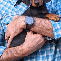 Dachshund Puppies from Von Stutts Tracking Teckels