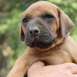 Boy 6 - male Rhodesian Ridgeback puppy in Broussard, Louisiana from Karamojo Ridgebacks,  Quality over Quantity