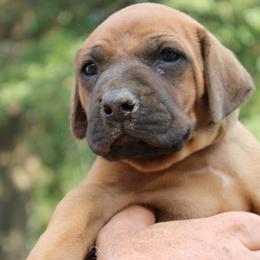 Boy 6 - male Rhodesian Ridgeback puppy in Broussard, Louisiana from Karamojo Ridgebacks,  Quality over Quantity