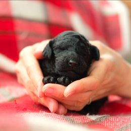 Poodle Puppies from SparrowSong Poodles