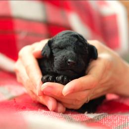 Poodle Puppies from SparrowSong Poodles