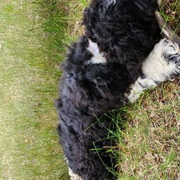 Cocker Spaniels from Jose Farias's Cocker Spaniels