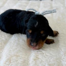 Sweet Pea - Phantom female Bernedoodle puppy in Hegins, Pennsylvania from Bubbling Springs Doodles, LLC