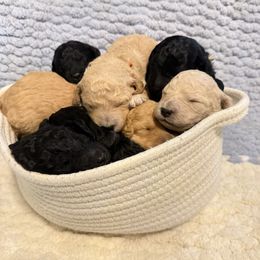 Rocket - Red  male Goldendoodle puppy in Litchfield, Connecticut from Gracie Doodles CT