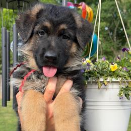 Duncan - Black and red male German Shepherd puppy in Harvard, Illinois from Aus Dem Meer German Shepherds