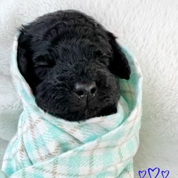 Finn - Phantom male Goldendoodle puppy in Warrensburg, Missouri from Supreme Doodles