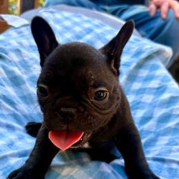 Adam - Brindle male French Bulldog puppy in Greenfield, Missouri from Hope Mountain French Bulldogs