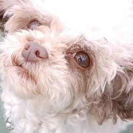 Poodles from The Poodle Patch