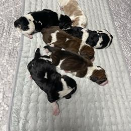 Male 6 - Black brown and white male Basset Hound puppy in Daleville, Alabama from Home Grown Basset Hounds of Alabama