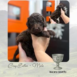 Iron Oath - Grey Collar - Chocolate male Goldendoodle puppy in Garland, Texas from Twilight Doodles