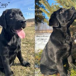 Wasp - Yellow Collar, Black Female - 3,500 - Black female Labrador Retriever puppy in Eaton Rapids, Michigan from Higher Ground Labradors