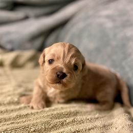 Girl 2 - Gold and white female Shihpoo puppy in Tropic, Utah from Lady Paws-Kara