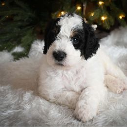 Donner - Black and white male Bernedoodle puppy in Lookout, California from Remington Kennels, LLC