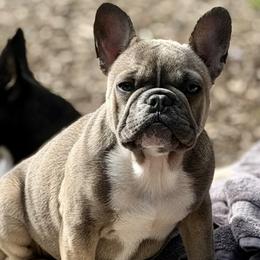 French Bulldog puppies from Frenchie’s of Glen Ellen