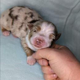 Lightning - Red merle male Miniature Australian Shepherd puppy in Harrisonville, Missouri from Trailside Mini Aussies