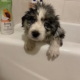 Australian Shepherd Puppies from Corbridge Aussies
