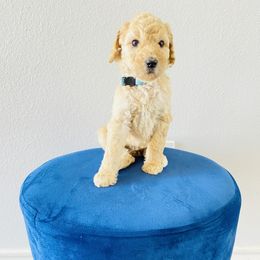 Poodle Puppies from Agape Standard Poodles