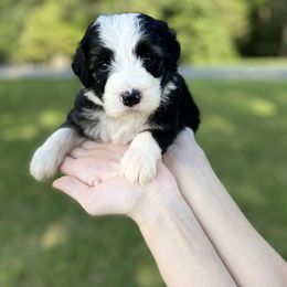 Bernedoodle and Goldendoodle Puppies from Doodling All Day Goldendoodles & Bernedoodles