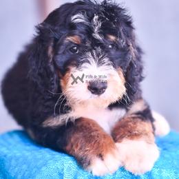 Green - Tri-color male Bernedoodle puppy in Macomb, Oklahoma from Fife and Wife Ranch LLC