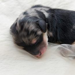 BUDDY - Red male Dachshund puppy in Redding, California from Jean & Mae Doxies