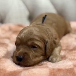 Rowan - Black Collar Boy - Red  male Goldendoodle puppy in Pleasant Hill, Iowa from Harvest Creek