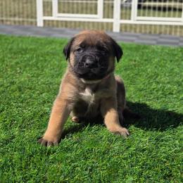 Dark Pink Collar Apricot Girl - Apricot female Mastiff puppy in Auburn, Kansas from Puppy Paradise:  English Mastiff Puppies & Standard Goldendoodle Puppies