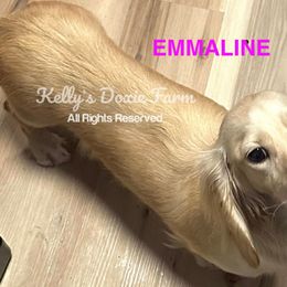 EMMALINE - Dachshund