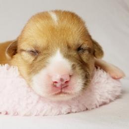 Pembroke Welsh Corgi Puppies from Whimsical Treasure Corgis