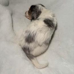 Donner AKC - Dapple male Dachshund puppy in Erie, Michigan from Champagne’s Grinch Toe’d Dachshunds