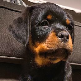 Peyton - Black and mahogany Rottweiler puppy in Linthicum, Maryland from Of The Saints Kennels