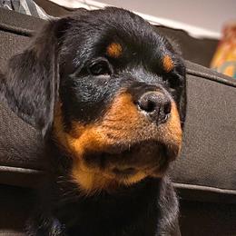 Peyton - Black and mahogany Rottweiler puppy in Linthicum, Maryland from Of The Saints Kennels