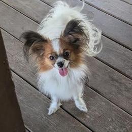 Peaches - Papillon