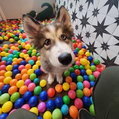 Native American Indian Dog Puppies from Seven Sisters Canids