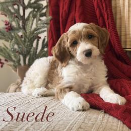 Suede - Parti male Goldendoodle puppy in Heber Springs, Arkansas from H&L GoldenDoodles