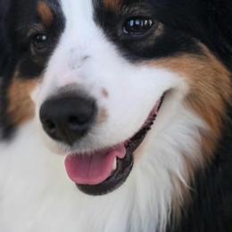 Miniature American Shepherds from All About Me Miniature American Shepherds