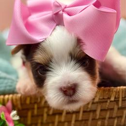 Cassandra - Chocolate, tan and white female Yorkshire Terrier puppy in Tangipahoa County, Louisiana from Riche’ Louisiana Yorkies