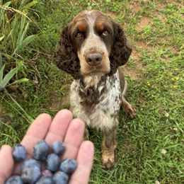 Josie - English Springer Spaniel