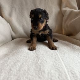 Kaylie - Black and tan female Airedale Terrier puppy in Thomasville, North Carolina from Beitzel Babies